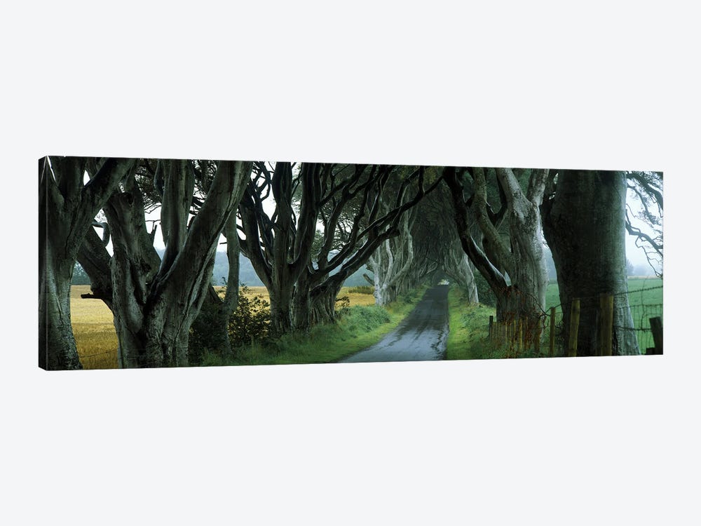 The Dark Hedges, Armoy, County Antrim, Northern Ireland, United Kingdom by Panoramic Images 1-piece Canvas Art