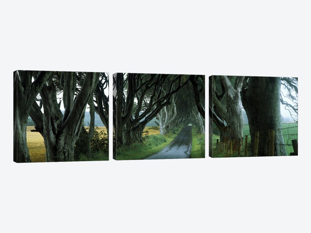 The Dark Hedges, Armoy, County Antrim, Northern Ireland, United Kingdom by Panoramic Images 3-piece Canvas Artwork