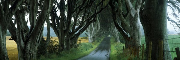 Northern Ireland: The Dark Hedges, Armoy, County Antrim, Northern Ireland, United Kingdom by Panoramic Images