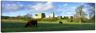 Highland cattle grazing in a fieldHelmsley Castle, Helmsley, North Yorkshire, England Canvas Art Print - Bull Art