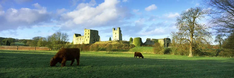 Highland cattle grazing in a fieldHelmsley Castle, Helmsley, North Yorkshire, England