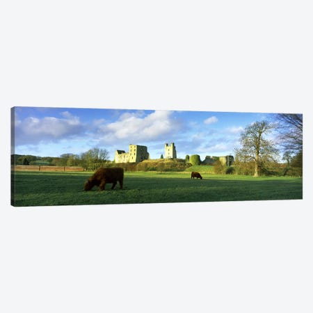 Highland cattle grazing in a fieldHelmsley Castle, Helmsley, North Yorkshire, England Canvas Print #PIM10092} by Panoramic Images Canvas Art Print