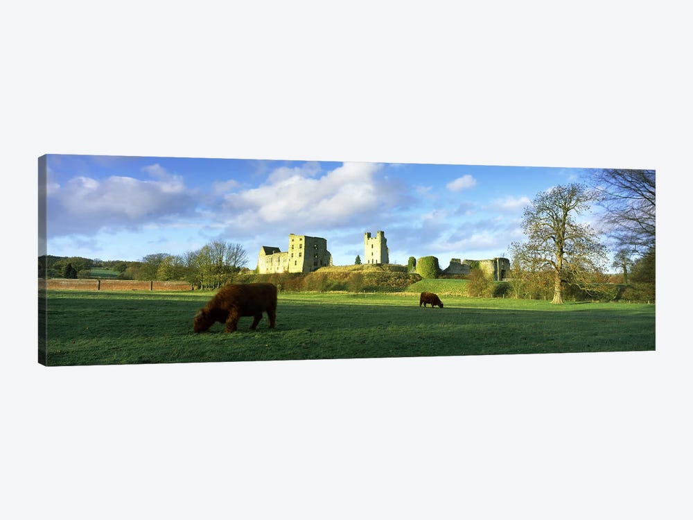 Highland cattle grazing in a fieldHelmsley Castle, Helmsley, North Yorkshire, England by Panoramic Images 1-piece Canvas Art Print