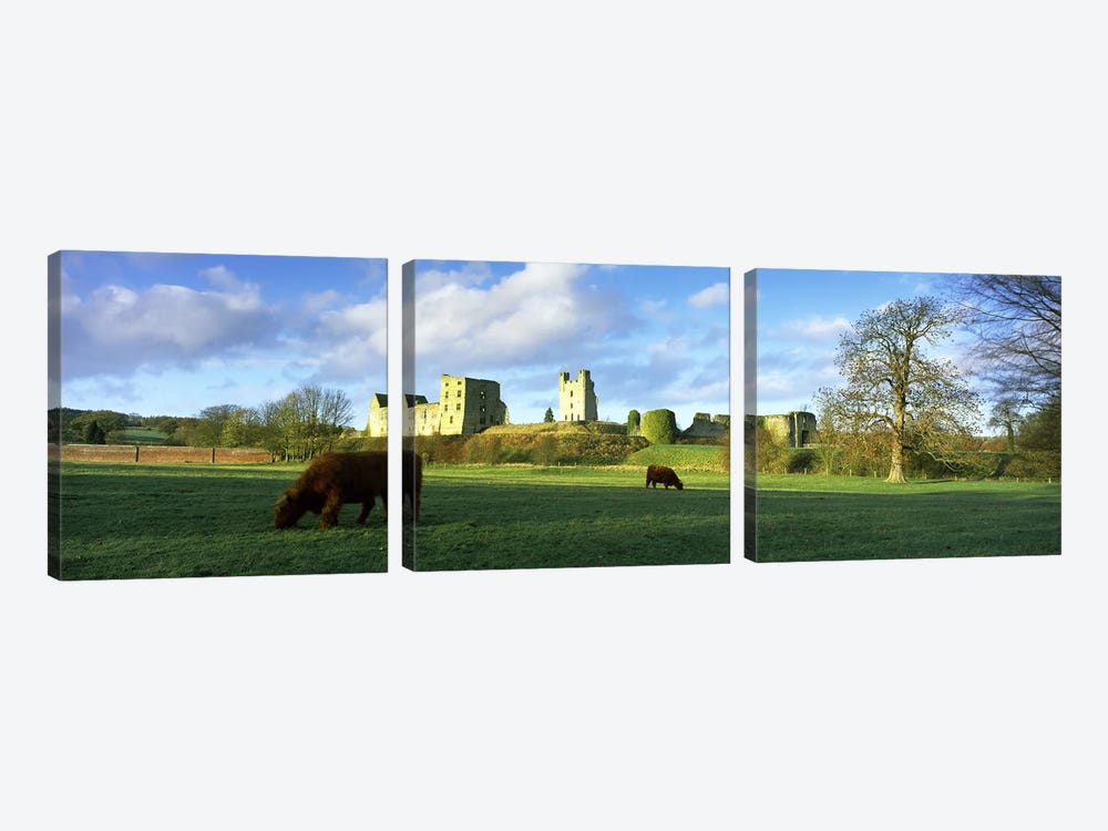 Highland cattle grazing in a fieldHelmsley Castle, Helmsley, North Yorkshire, England by Panoramic Images 3-piece Canvas Print