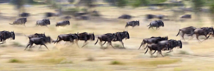 Herd of wildebeests running in a field, Tanzania