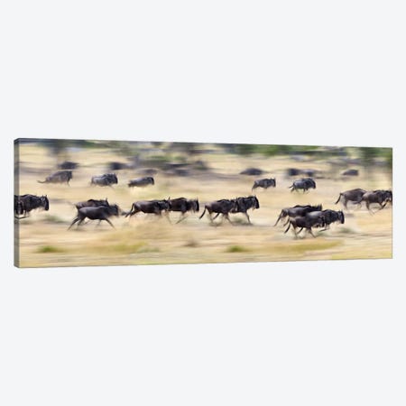 Herd of wildebeests running in a field, Tanzania Canvas Print #PIM10186} by Panoramic Images Canvas Art
