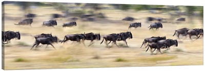 Herd of wildebeests running in a field, Tanzania Canvas Art Print - Antelope Art
