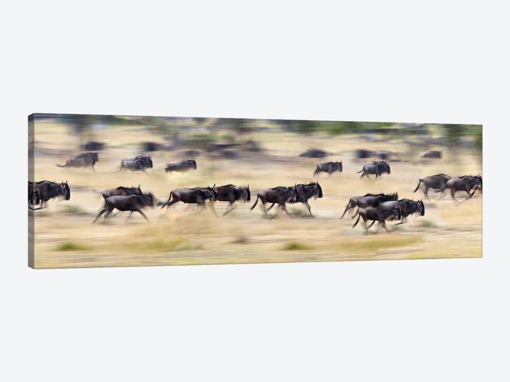 Herd of wildebeests running in a field, Tanzania by Panoramic Images 1-piece Canvas Print