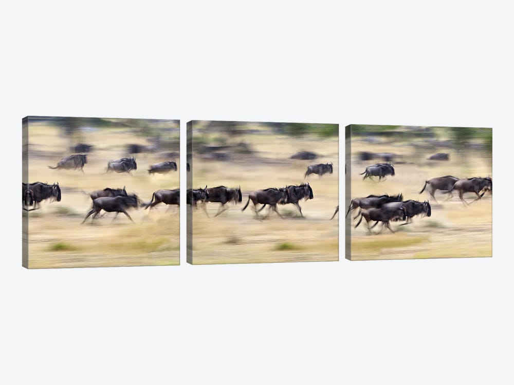 Herd of wildebeests running in a field, Tanzania by Panoramic Images 3-piece Canvas Art Print