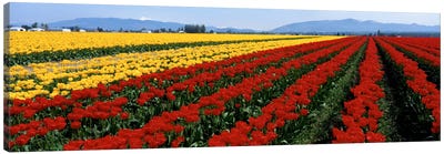 Tulip Field, Mount Vernon, Washington State, USA Canvas Art Print - Tulip Art