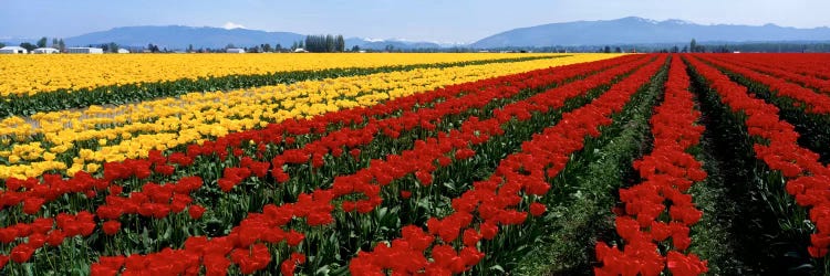 Tulip Field, Mount Vernon, Washington State, USA