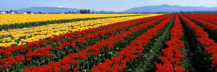 Tulip Field, Mount Vernon, Washington State, USA by Panoramic Images wall art