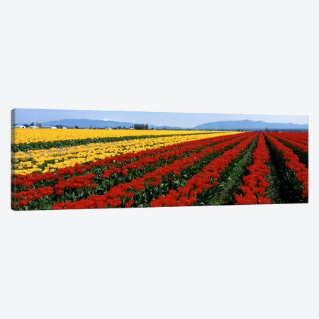 Tulip Field, Mount Vernon, Washington State, USA Canvas Print #PIM101} by Panoramic Images Canvas Art Print