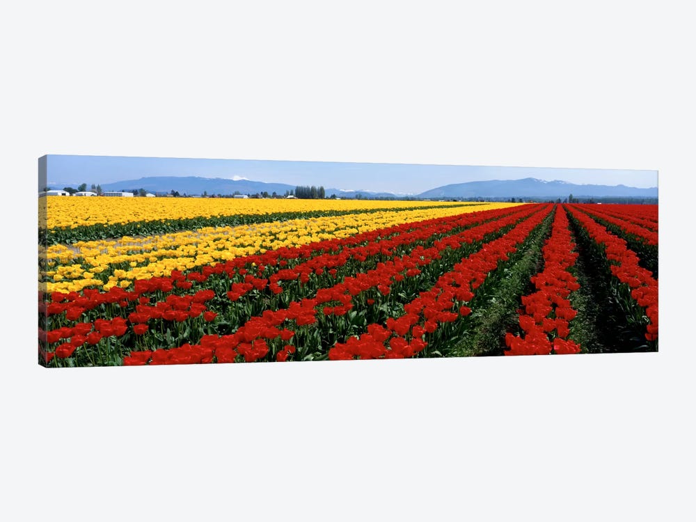 Tulip Field, Mount Vernon, Washington State, USA by Panoramic Images 1-piece Canvas Wall Art