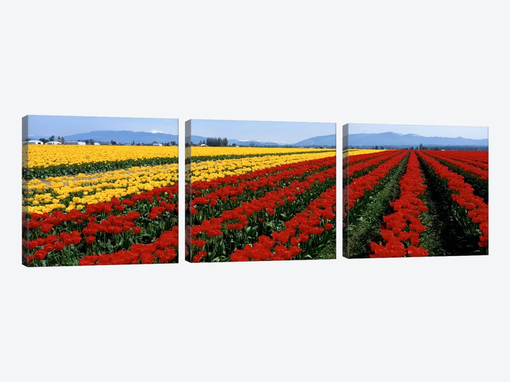Tulip Field, Mount Vernon, Washington State, USA by Panoramic Images 3-piece Canvas Artwork