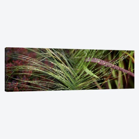 Dew drops on grass Canvas Print #PIM10216} by Panoramic Images Canvas Wall Art