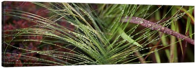 Dew drops on grass Canvas Art Print - Plant Art