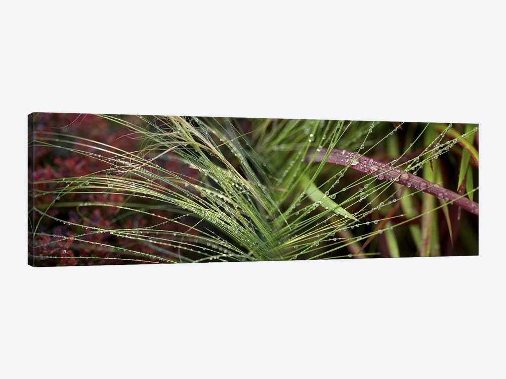Dew drops on grass by Panoramic Images 1-piece Canvas Wall Art