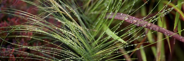 Grasses: Dew drops on grass by Panoramic Images