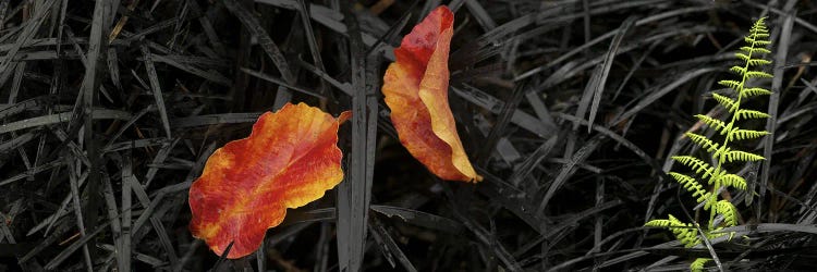 Close-up of different leaves