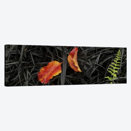 Close-up of different leaves Canvas Print #PIM10217} by Panoramic Images Canvas Art