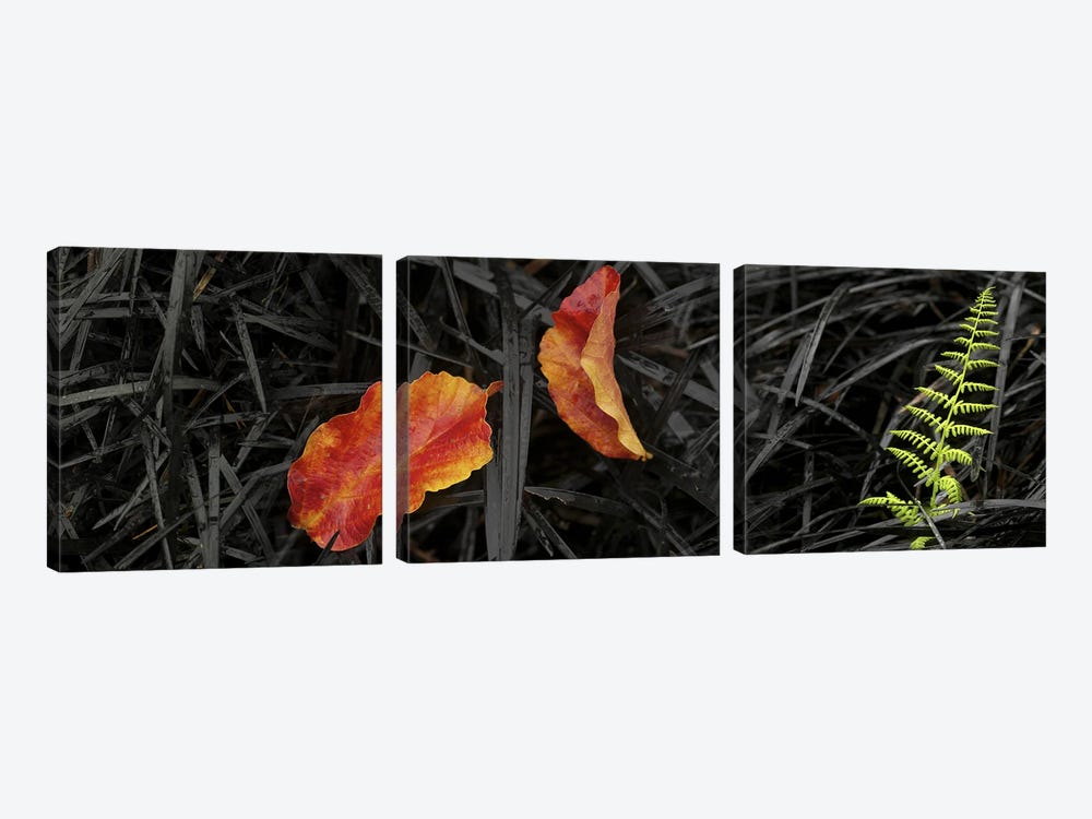 Close-up of different leaves by Panoramic Images 3-piece Canvas Print