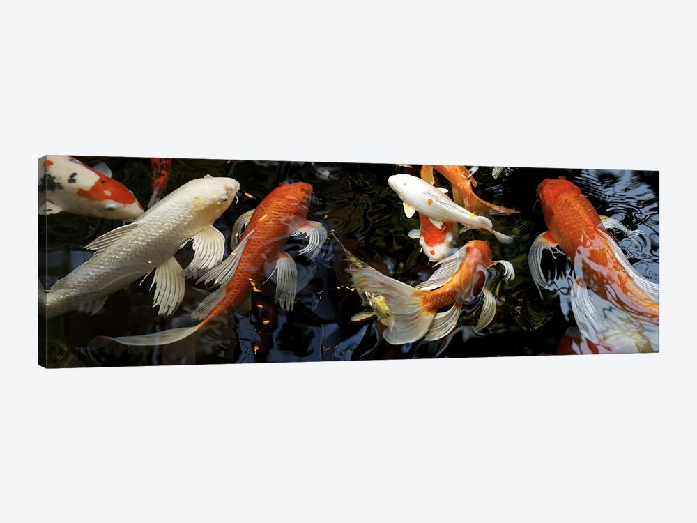 Koi Carp swimming underwater by Panoramic Images 1-piece Canvas Wall Art