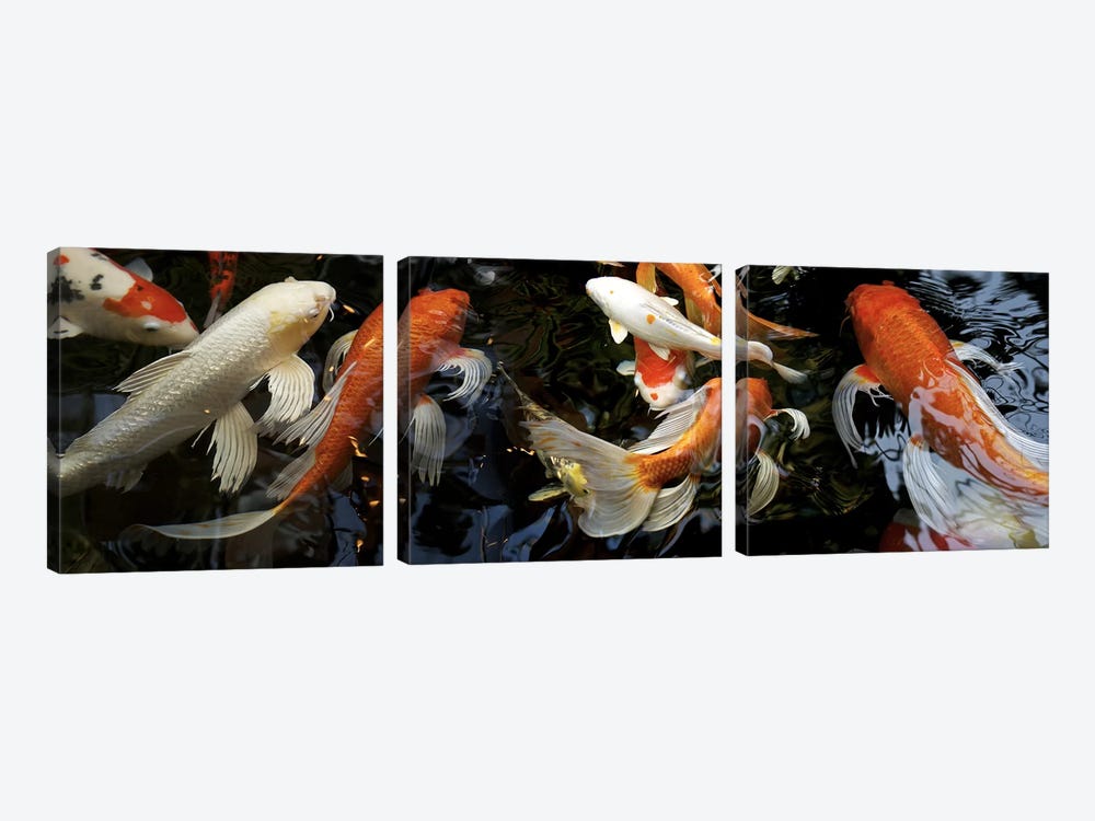Koi Carp swimming underwater by Panoramic Images 3-piece Canvas Wall Art