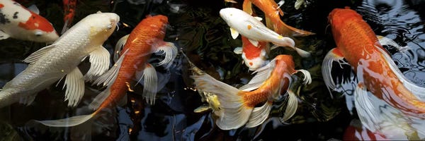 Panoramic Images: Koi Carp swimming underwater by Panoramic Images