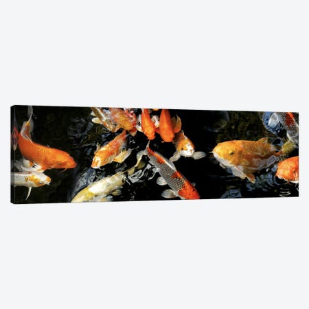 Koi Carp swimming underwater #2 Canvas Print #PIM10219} by Panoramic Images Canvas Art Print