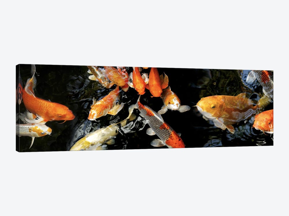 Koi Carp swimming underwater #2 by Panoramic Images 1-piece Canvas Art Print