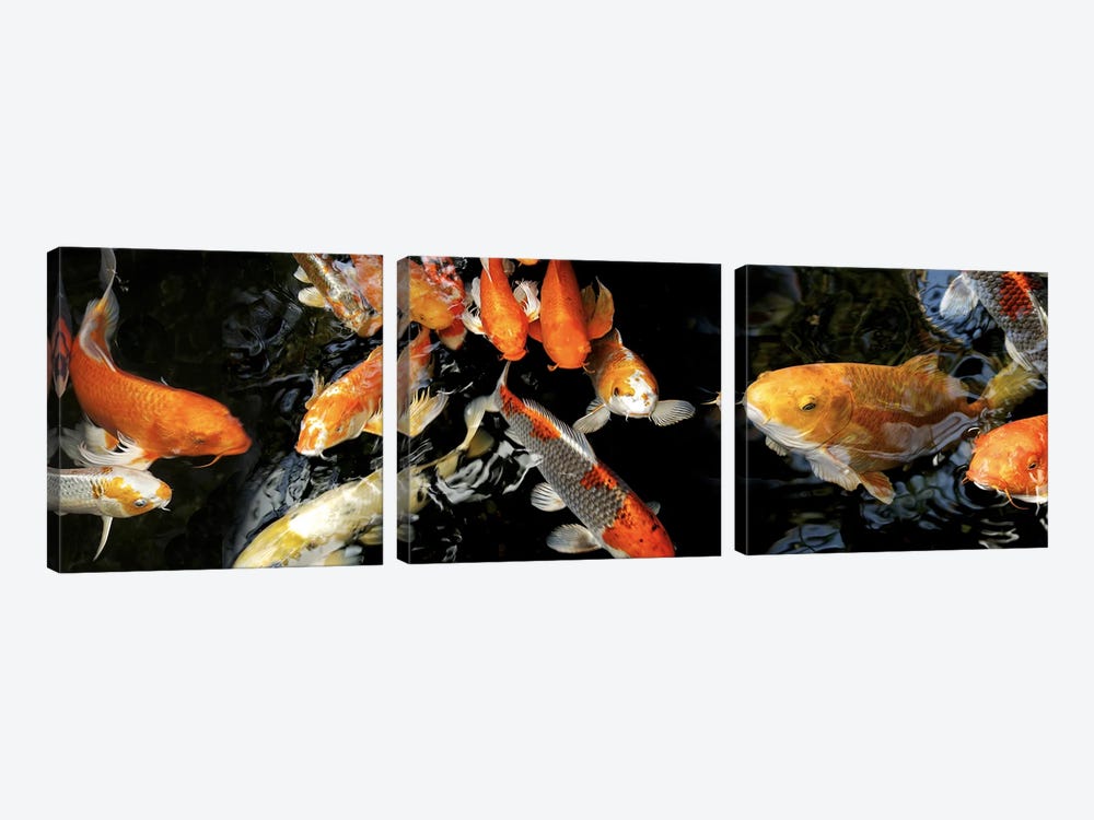 Koi Carp swimming underwater #2 by Panoramic Images 3-piece Art Print