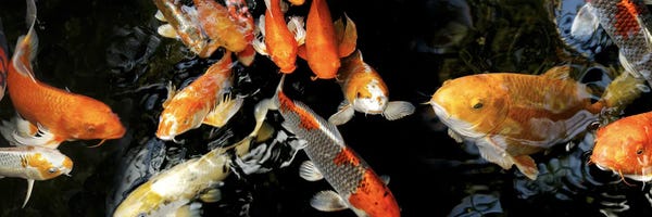 Koi: Koi Carp swimming underwater #2 by Panoramic Images