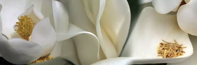 Magnolia heaven flowers by Panoramic Images canvas print