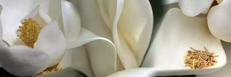 Magnolia heaven flowers by Panoramic Images wall art