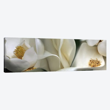Magnolia heaven flowers Canvas Print #PIM10220} by Panoramic Images Canvas Art