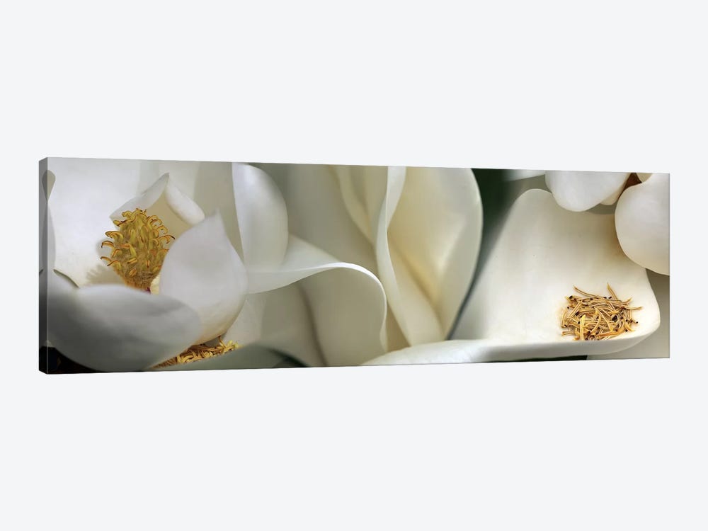Magnolia heaven flowers by Panoramic Images 1-piece Art Print