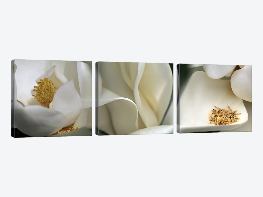 Magnolia heaven flowers 3-piece Art Print