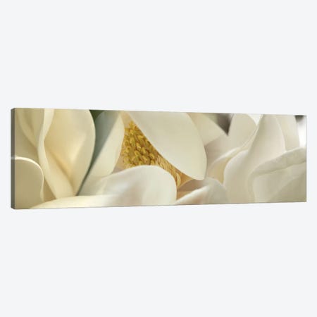 Magnolia heaven flowers Canvas Print #PIM10221} by Panoramic Images Canvas Artwork