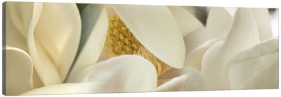 Magnolia heaven flowers Canvas Art Print