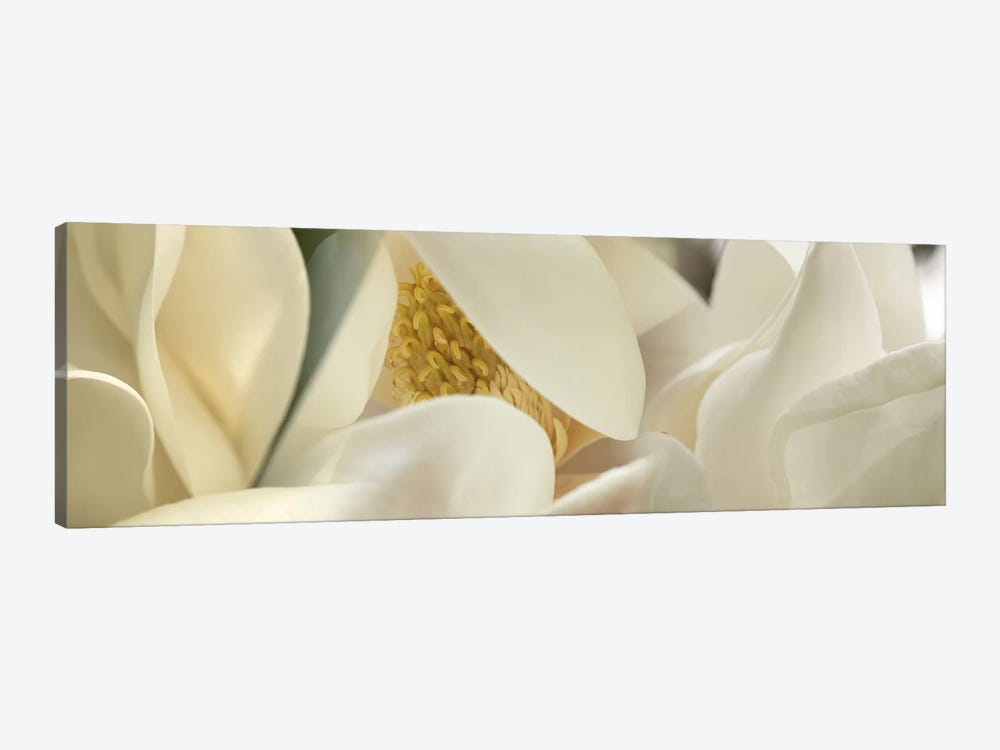 Magnolia heaven flowers by Panoramic Images 1-piece Canvas Wall Art
