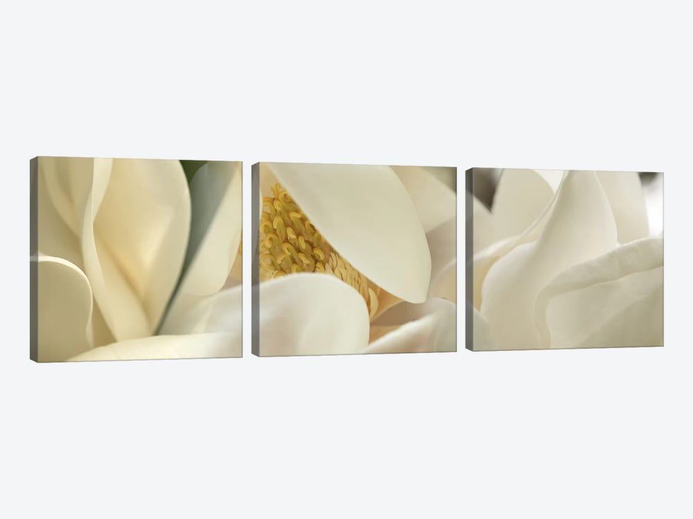 Magnolia heaven flowers by Panoramic Images 3-piece Canvas Art
