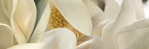 Panoramic Images: Magnolia heaven flowers by Panoramic Images