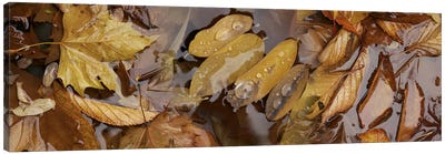 Wet leaves Canvas Art Print - Panoramic Photography