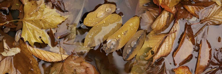 Wet leaves by Panoramic Images wall art
