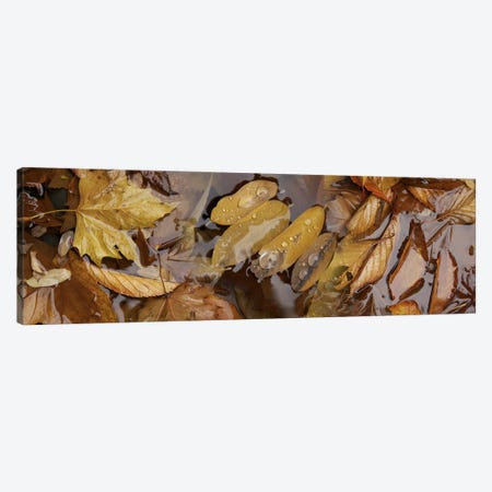 Wet leaves Canvas Print #PIM10222} by Panoramic Images Canvas Artwork