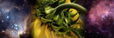 Sunflower in cosmos by Panoramic Images multi panel art
