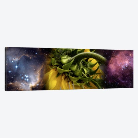 Sunflower in cosmos Canvas Print #PIM10223} by Panoramic Images Canvas Wall Art