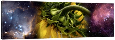 Sunflower in cosmos Canvas Art Print - Sunflower Art