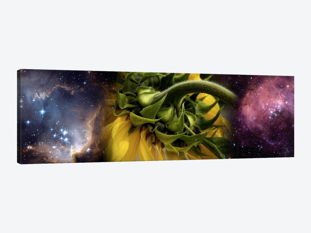 Sunflower in cosmos by Panoramic Images 1-piece Canvas Art